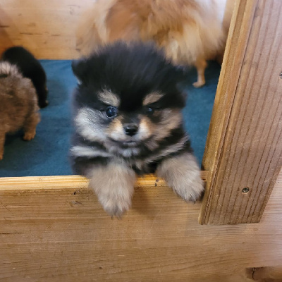 Femelle black and tan