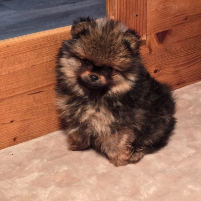 Pomeranien charbonné masque noir