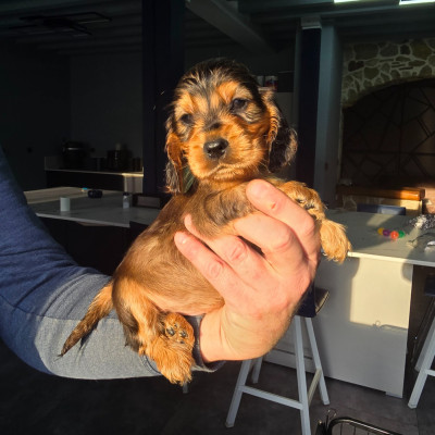 FILLE CHOCO FEU ZIBELINE