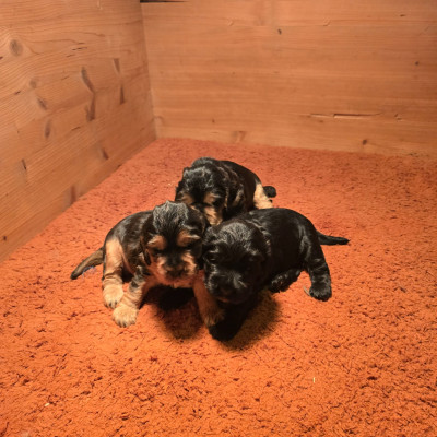 BIBE Noir et feu zibeline