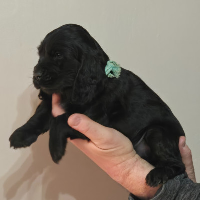 APOLLON COLLIER VERT