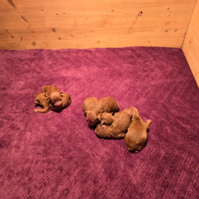 Fille Toy fauve rouge