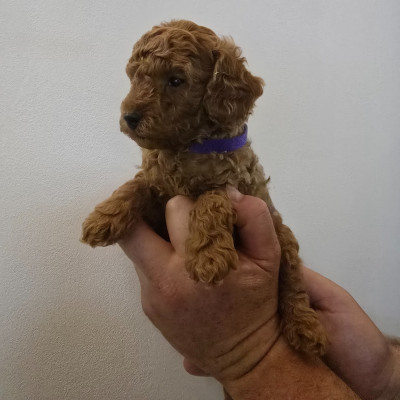 BALOU Mâle collier violet