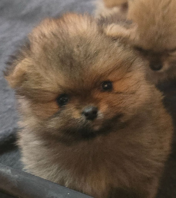 Mâle fauve charbonné