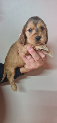 NUGGETS MALE ZIBELINE CHOCOLAT 