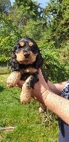 Pippa LOVELY Femelle noire et feu 3