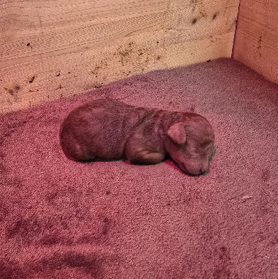 MALE FAUVE ROUGE TOY PETIT NAIN