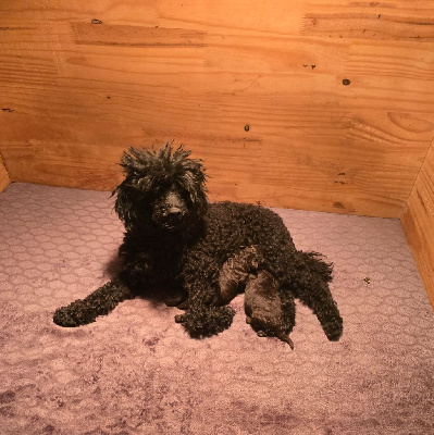 ASTON FEMELLE TOY CHOCOLAT 