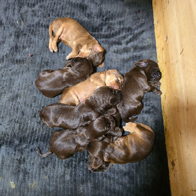 ARLO MALE TOUT CHOCOLAT 