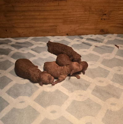 FEMELLE  petite nain