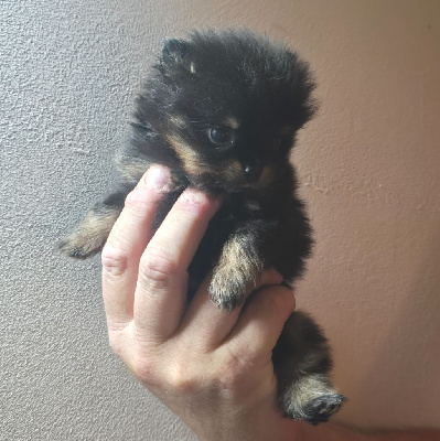 Mâle teecup black and tan