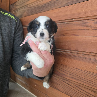 ANGE Femelle noir tri