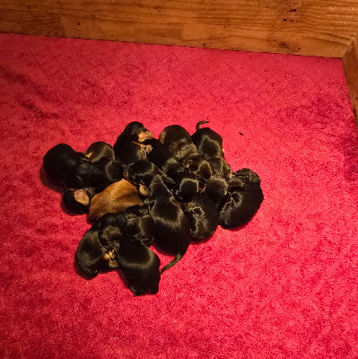 Femelle noir et feu charbonné