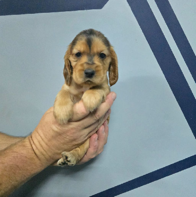 ARIA Femelle zib fauve