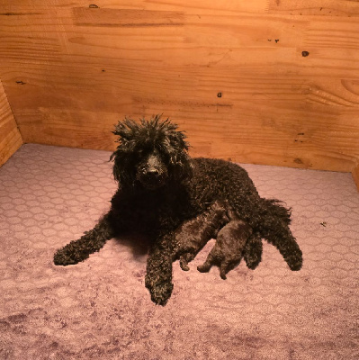 ARSOUILLE FEMELLE TOY CHOCOLAT 