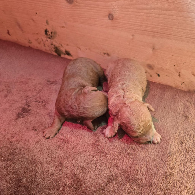 MALE  FAUVE ROUGE PETIT NAIN