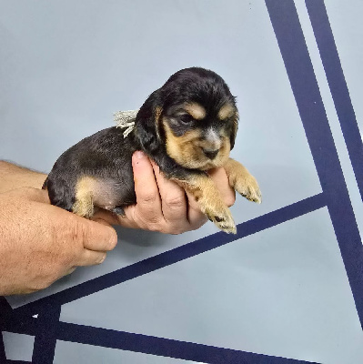 ACHILLE Mâle zibeline chocolat 