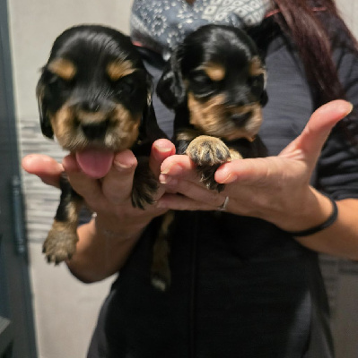 ANDY MALE NOIR ET FEU