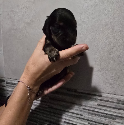 ABBY F NF charbonné 