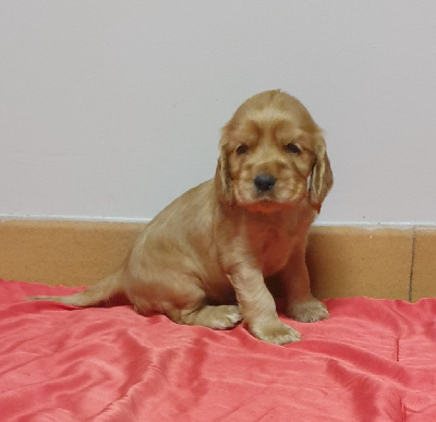 TARAM MALE FAUVE