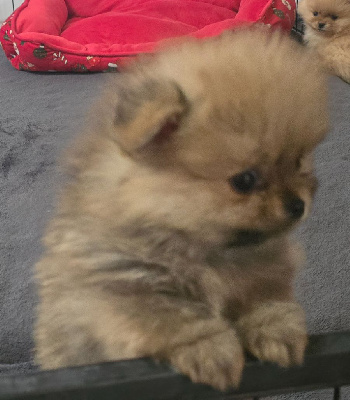 Mâle fauve charbonné