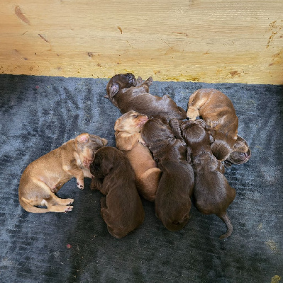 ASTON Mâle chocolat et feu