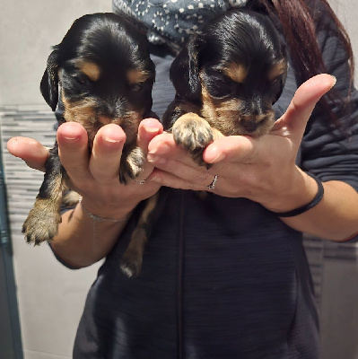 ARTHUR MALE NOIR ET FEU