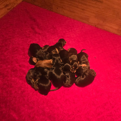 Mâle zibeline chocolat