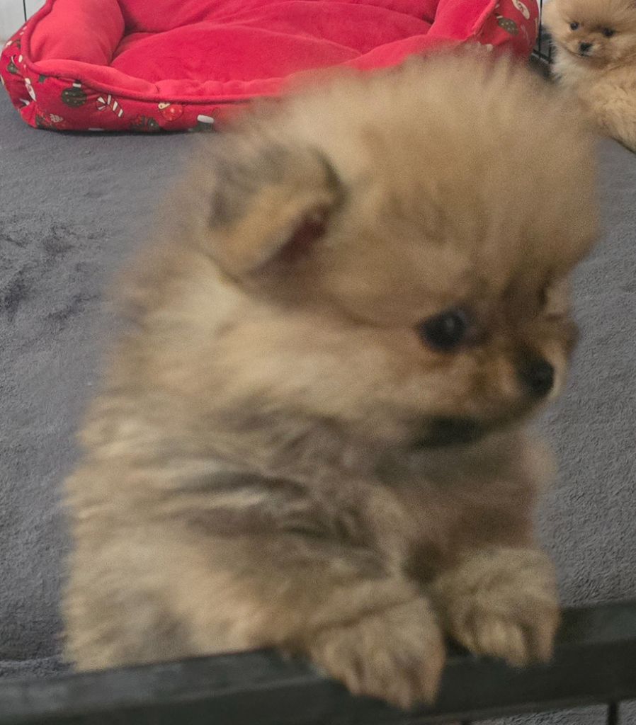 Du Domaine De La Pruneraie - Chiots disponibles - Spitz allemand