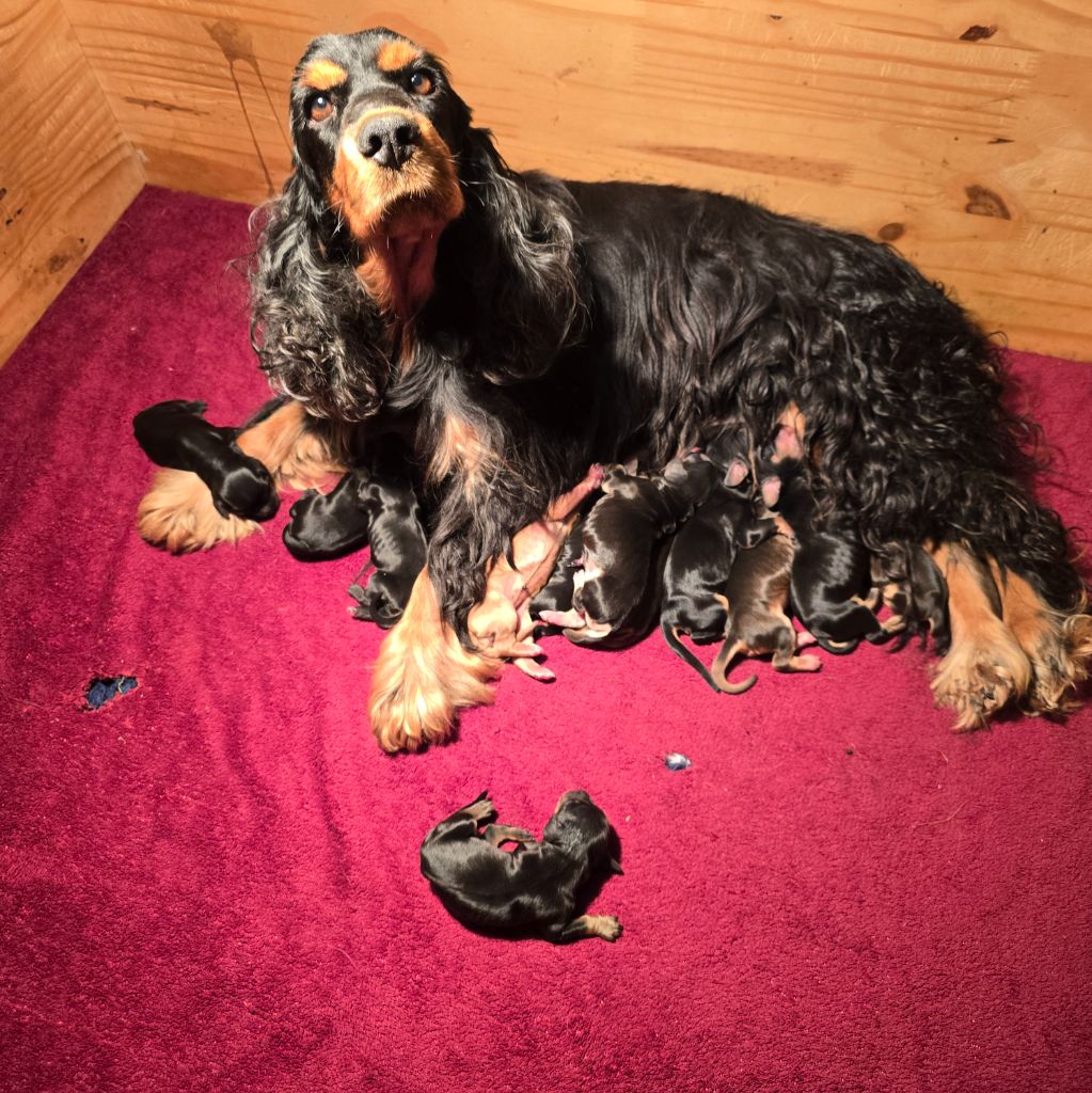 Du Domaine De La Pruneraie - Cocker Spaniel Anglais - Portée née le 06/10/2025