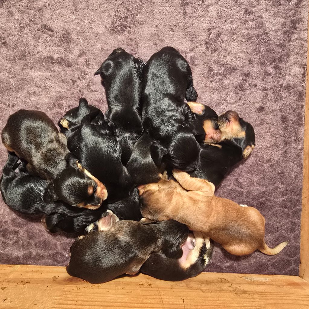 Du Domaine De La Pruneraie - Chiots disponibles - Cocker Spaniel Anglais