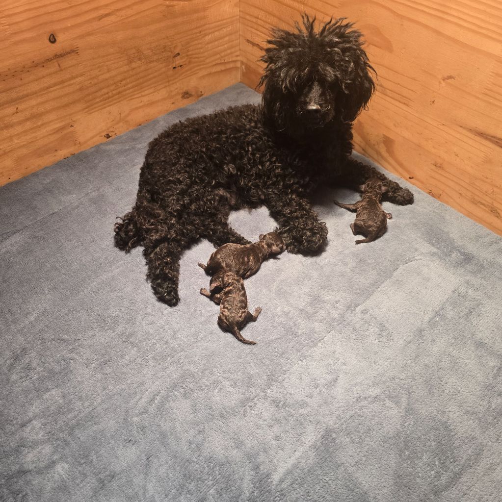 Du Domaine De La Pruneraie - Chiots disponibles - Caniche