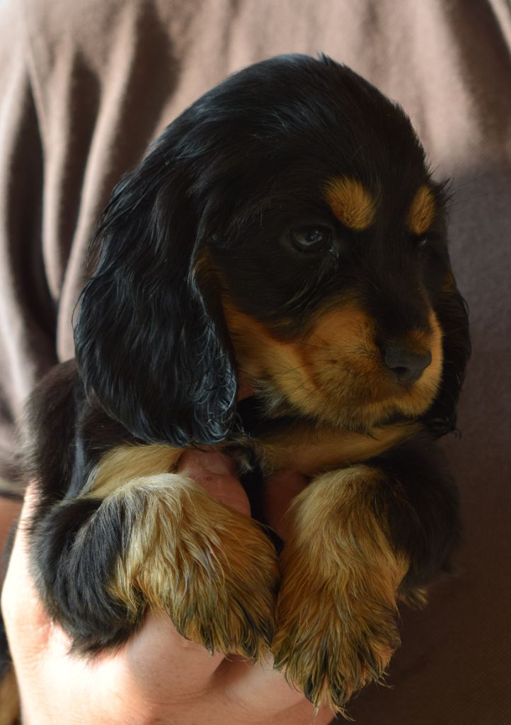 Chiot Cocker Spaniel Anglais Du Domaine De La Pruneraie