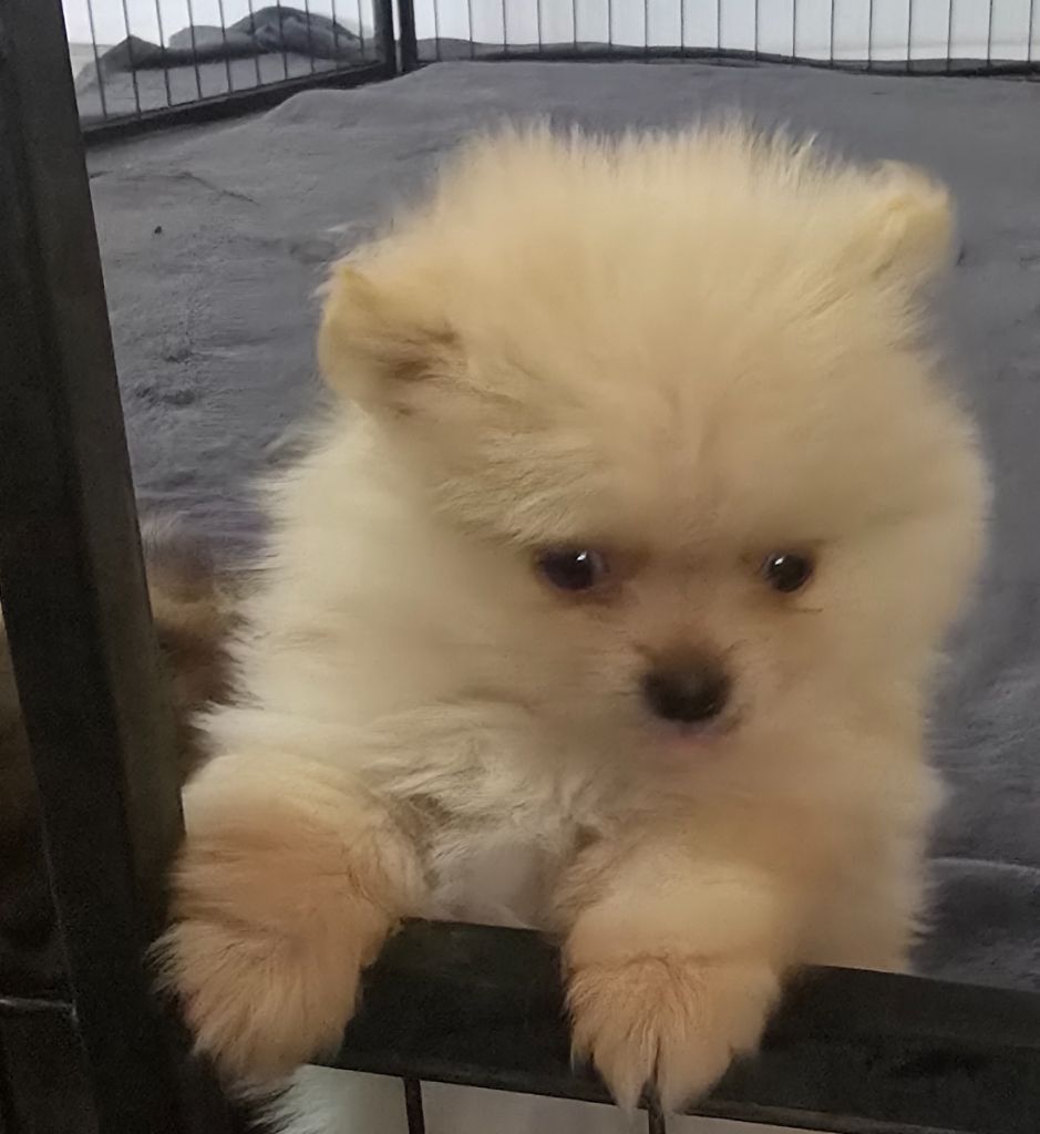 Du Domaine De La Pruneraie - Chiots disponibles - Spitz allemand