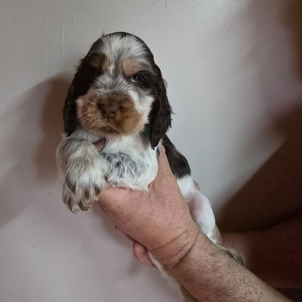 Du Domaine De La Pruneraie - Cocker Spaniel Anglais - Portée née le 14/02/2025